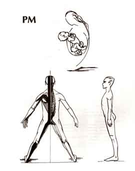 Cadeias anteromedianas: cadeias musculares e articulares : método